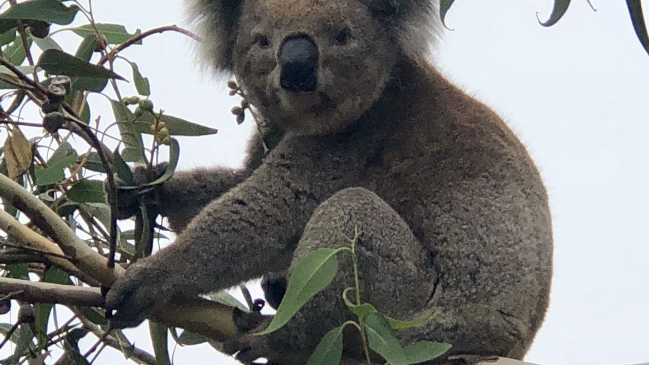 Photo of Outdoor in Apollo Bay