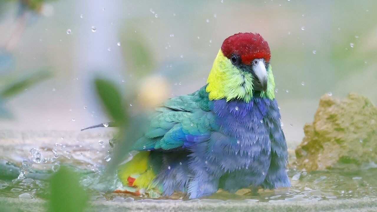 Photo of Others in Dwellingup