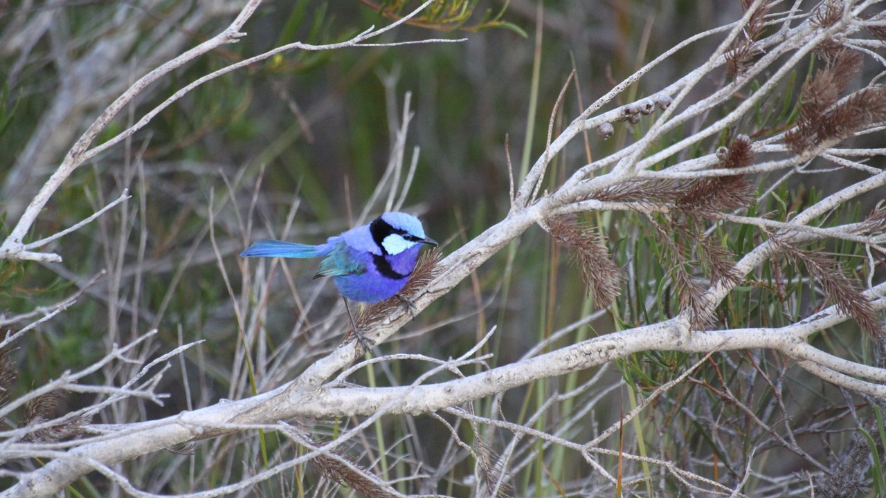 Photo of Outdoor in Dwellingup