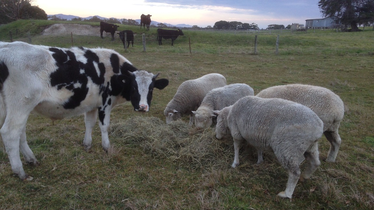 Photo of Outdoor in Waratah North