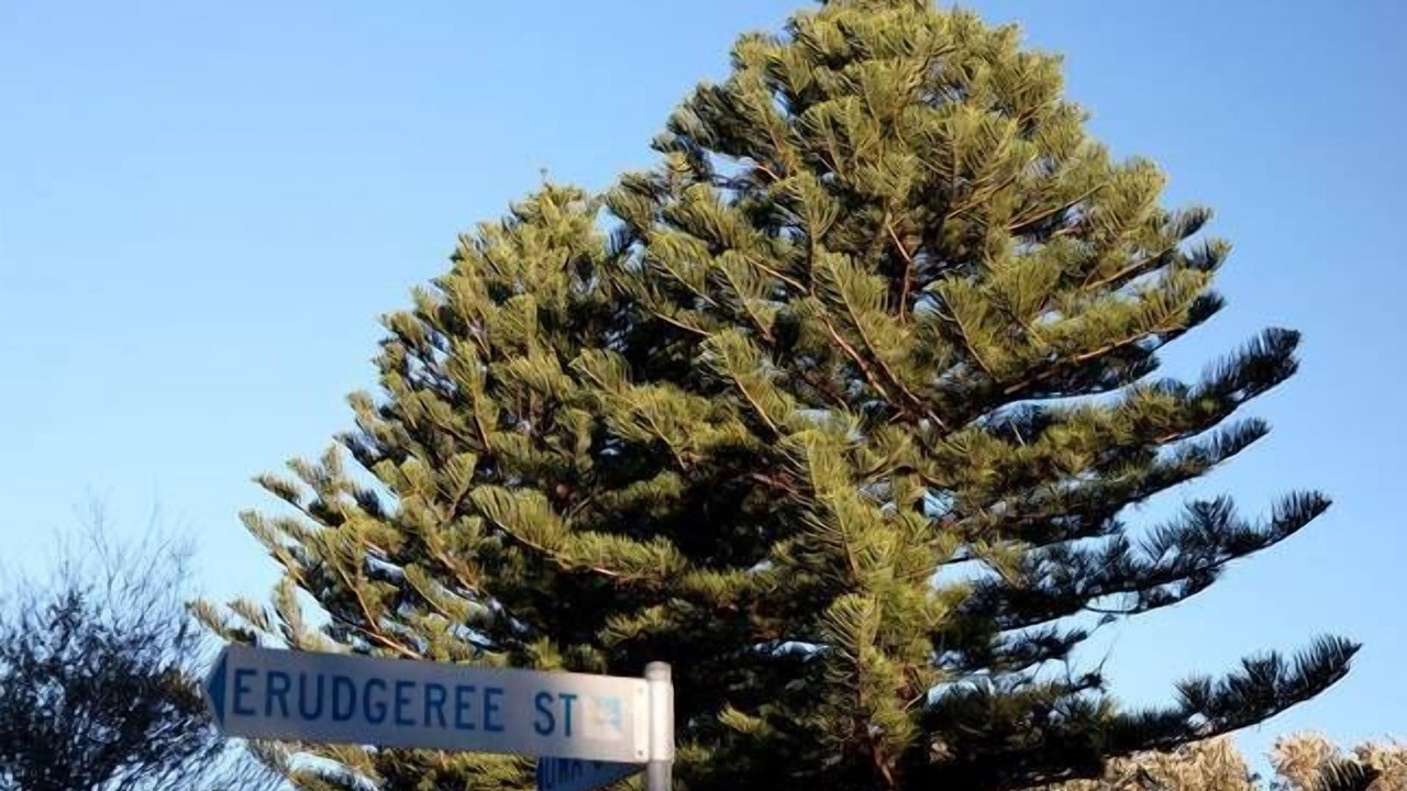 Photo of Outdoor in Budgewoi