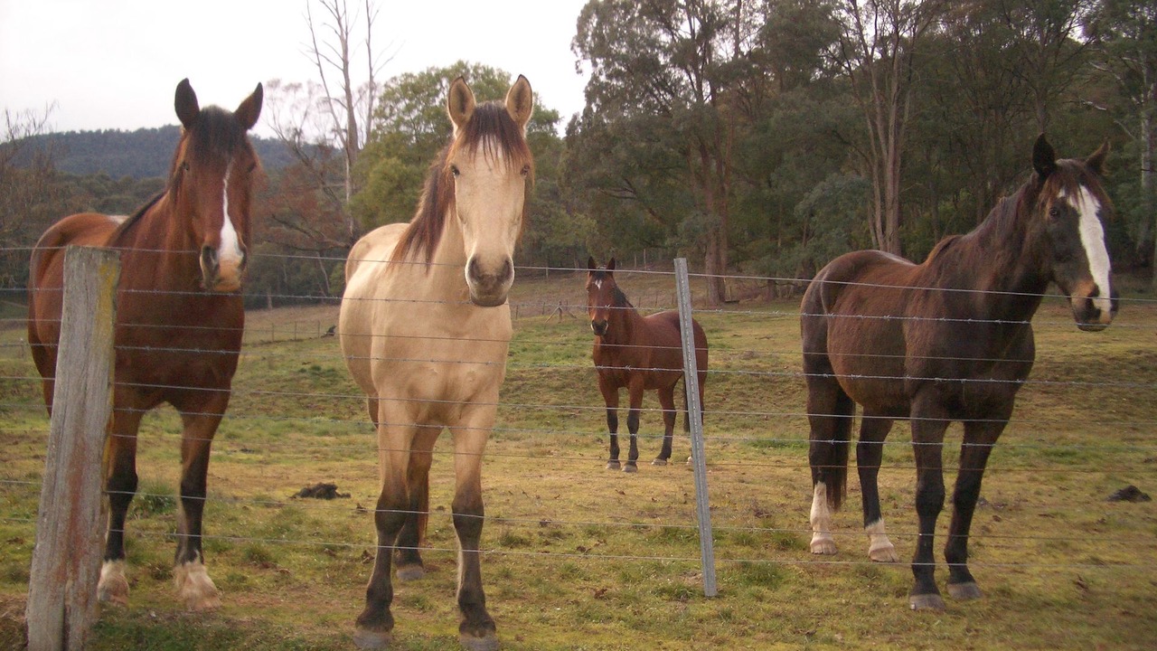 Photo of Others in Freeburgh