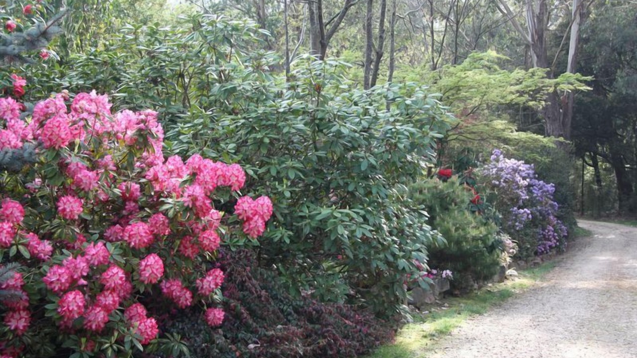 Photo of Outdoor in Harrietville
