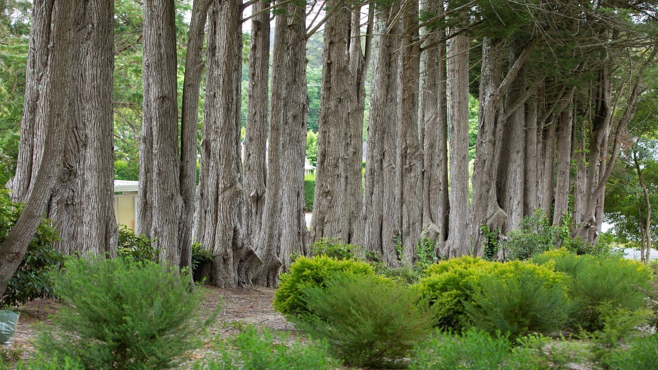 Photo of Outdoor in Bowral