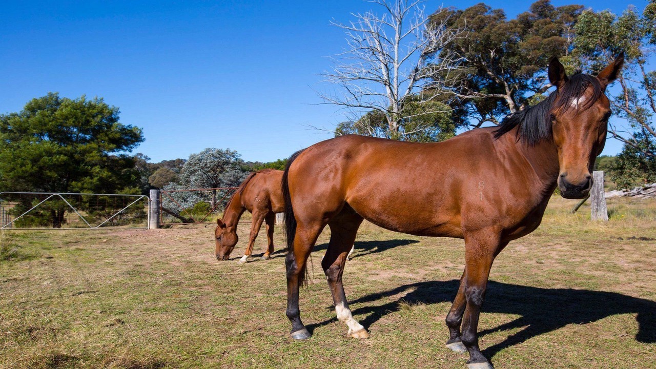 Photo of Outdoor in Canyonleigh