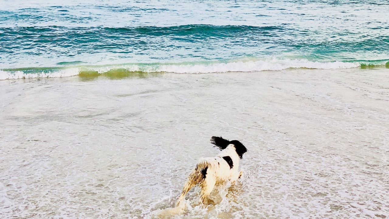 Photo of Others in Elizabeth Beach