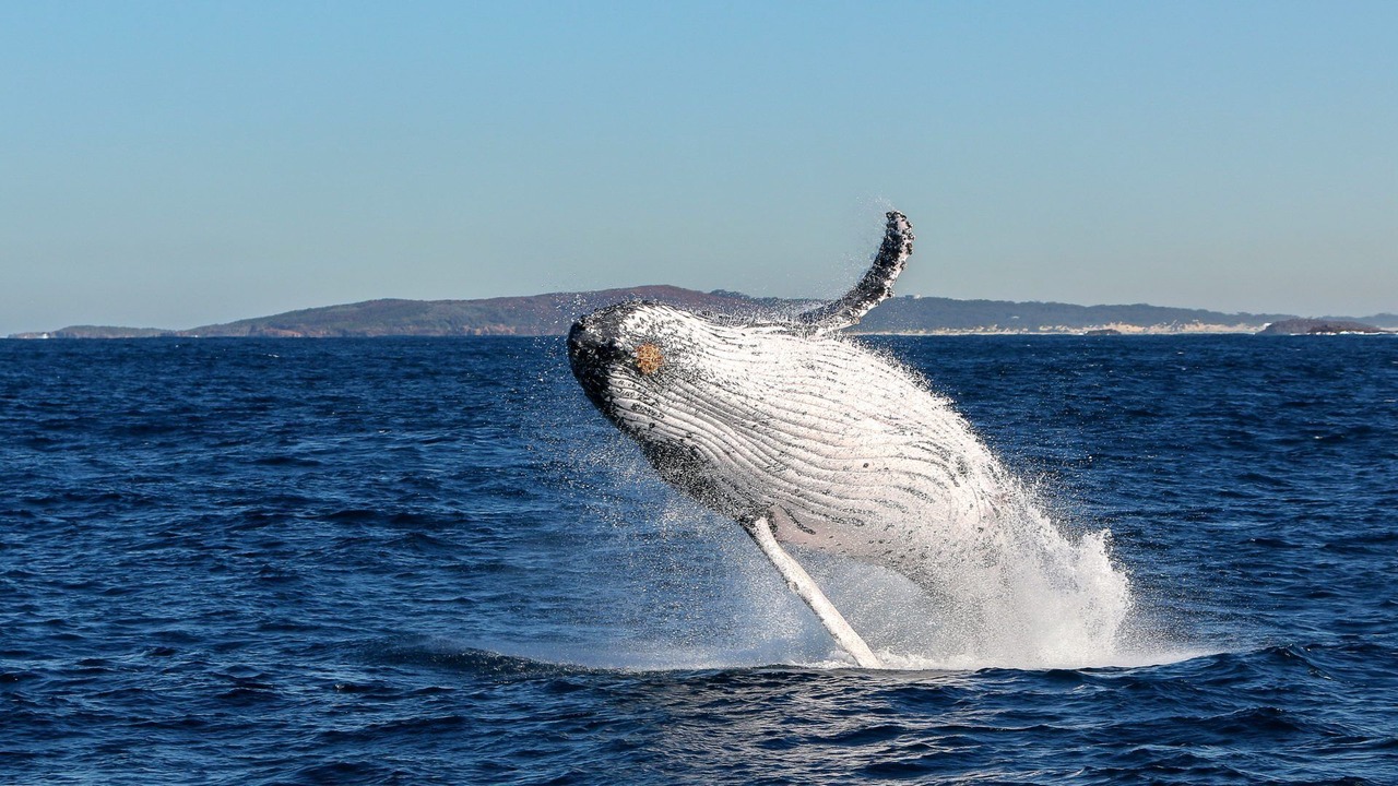 Photo of Others in Nelson Bay