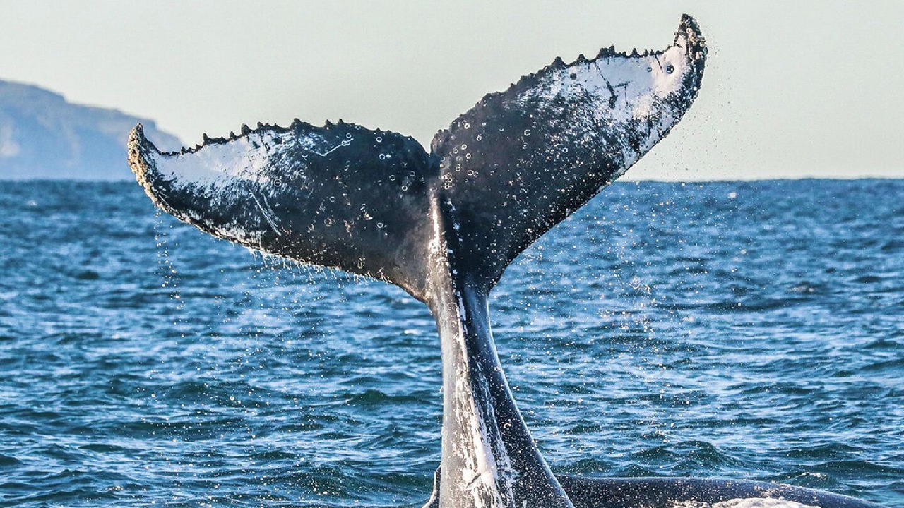 Photo of Others in Nelson Bay