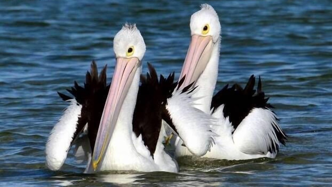 Photo of Others in Emu Bay