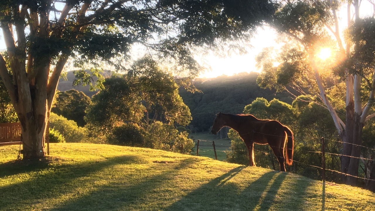 Photo of Outdoor in Terranora