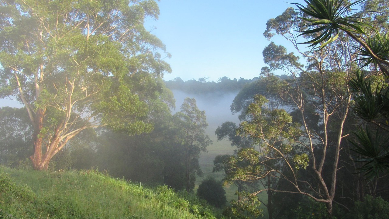 Photo of Outdoor in Terranora