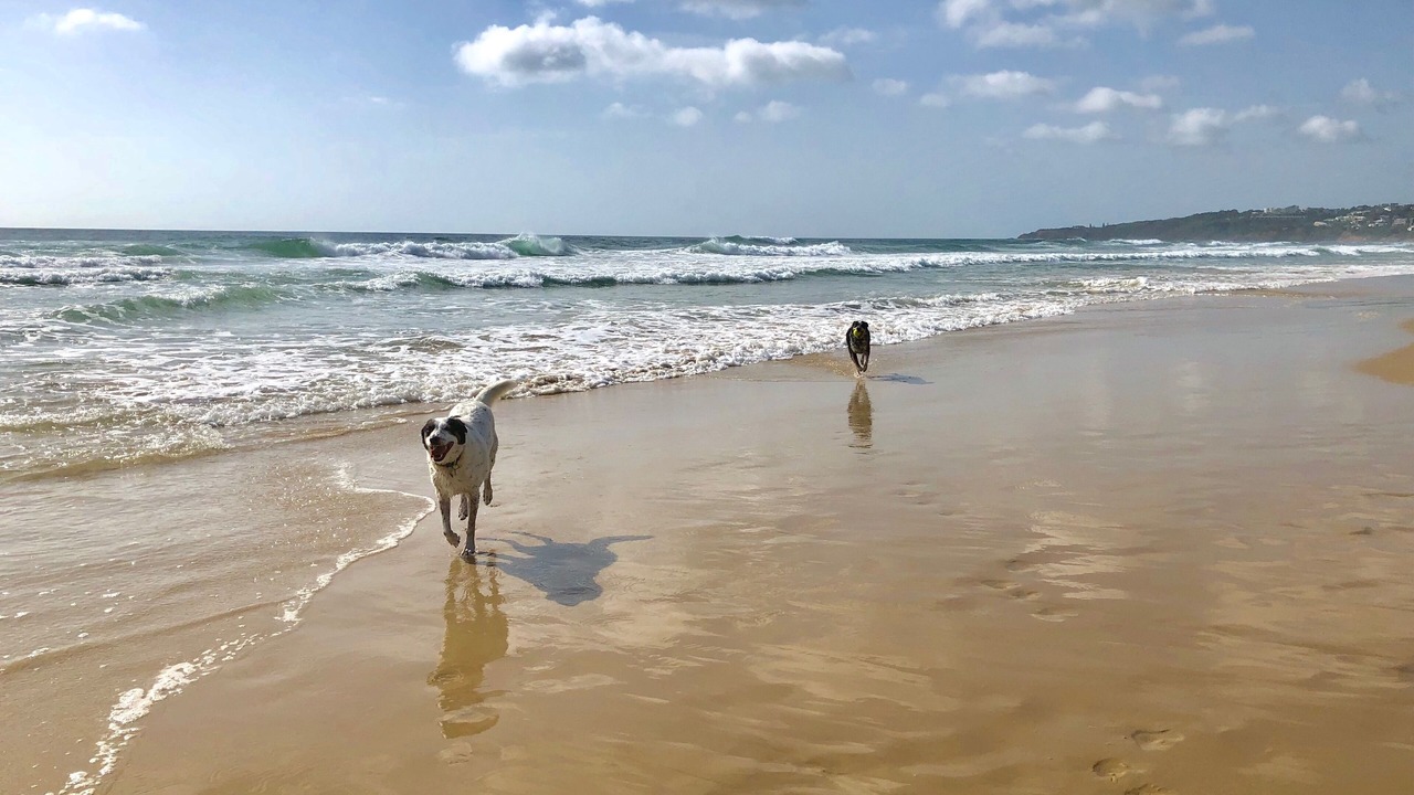 Photo of Others in Coolum Beach