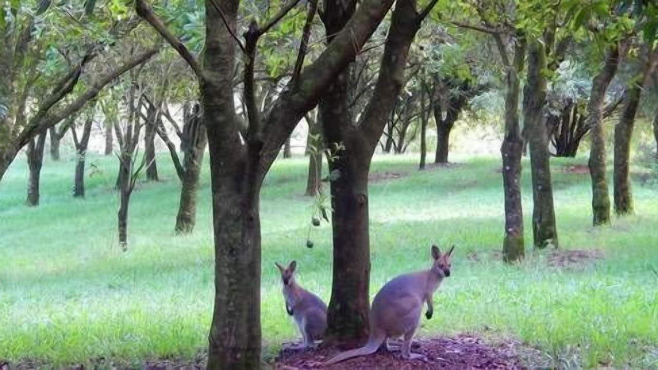 Photo of Outdoor in Rosebank