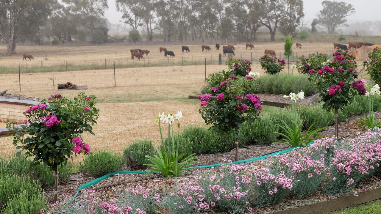 Photo of Outdoor in Borenore