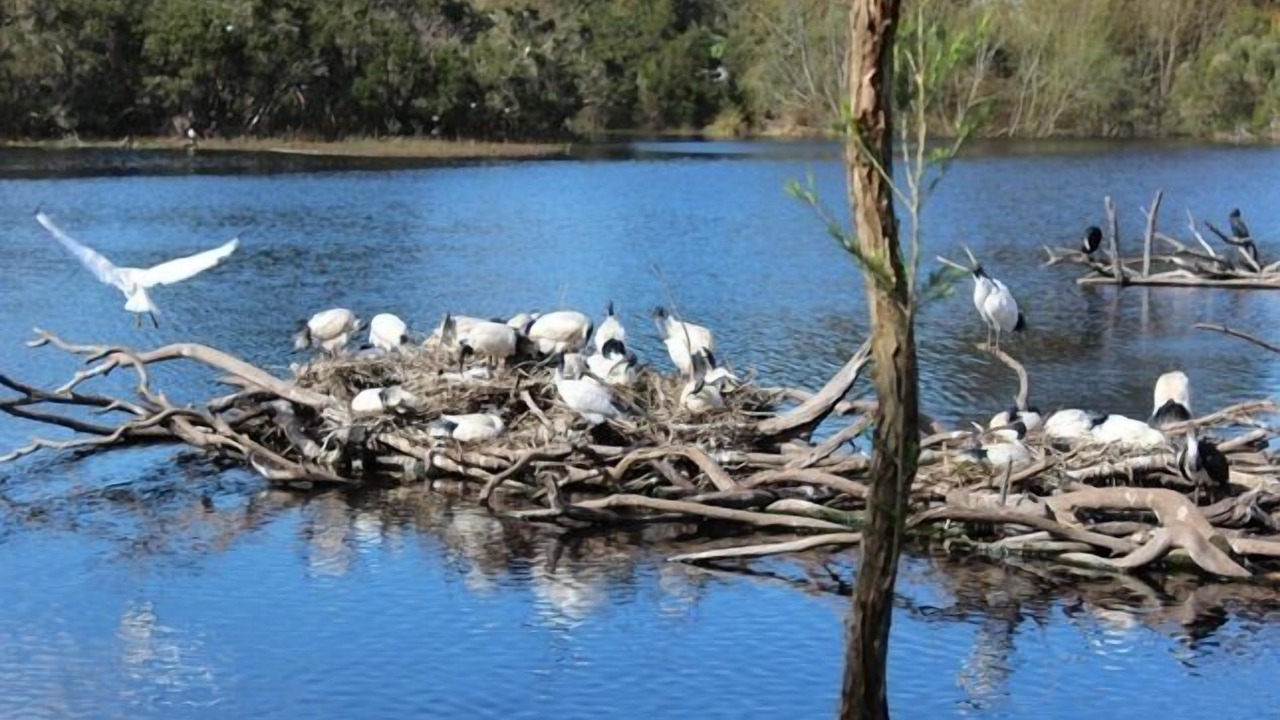 Photo of Others in Balnarring Beach