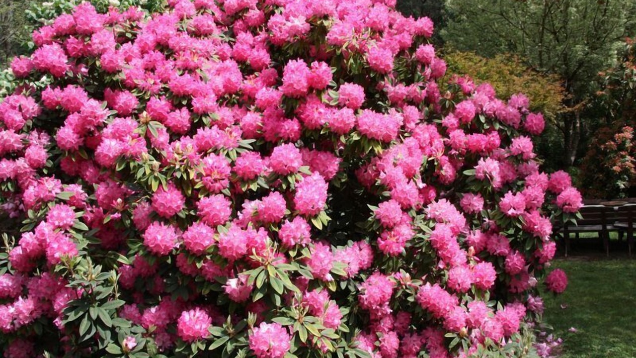 Photo of Outdoor in Harrietville