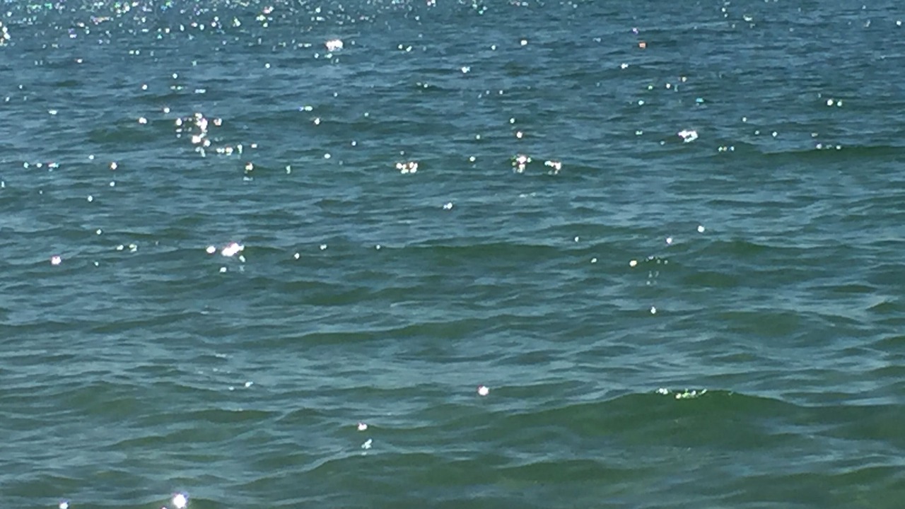 Photo of Others in Dromana