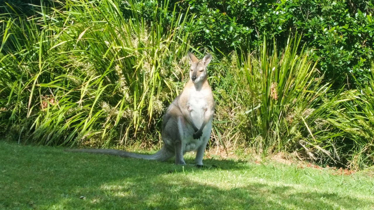 Photo of Outdoor in Wongawallan