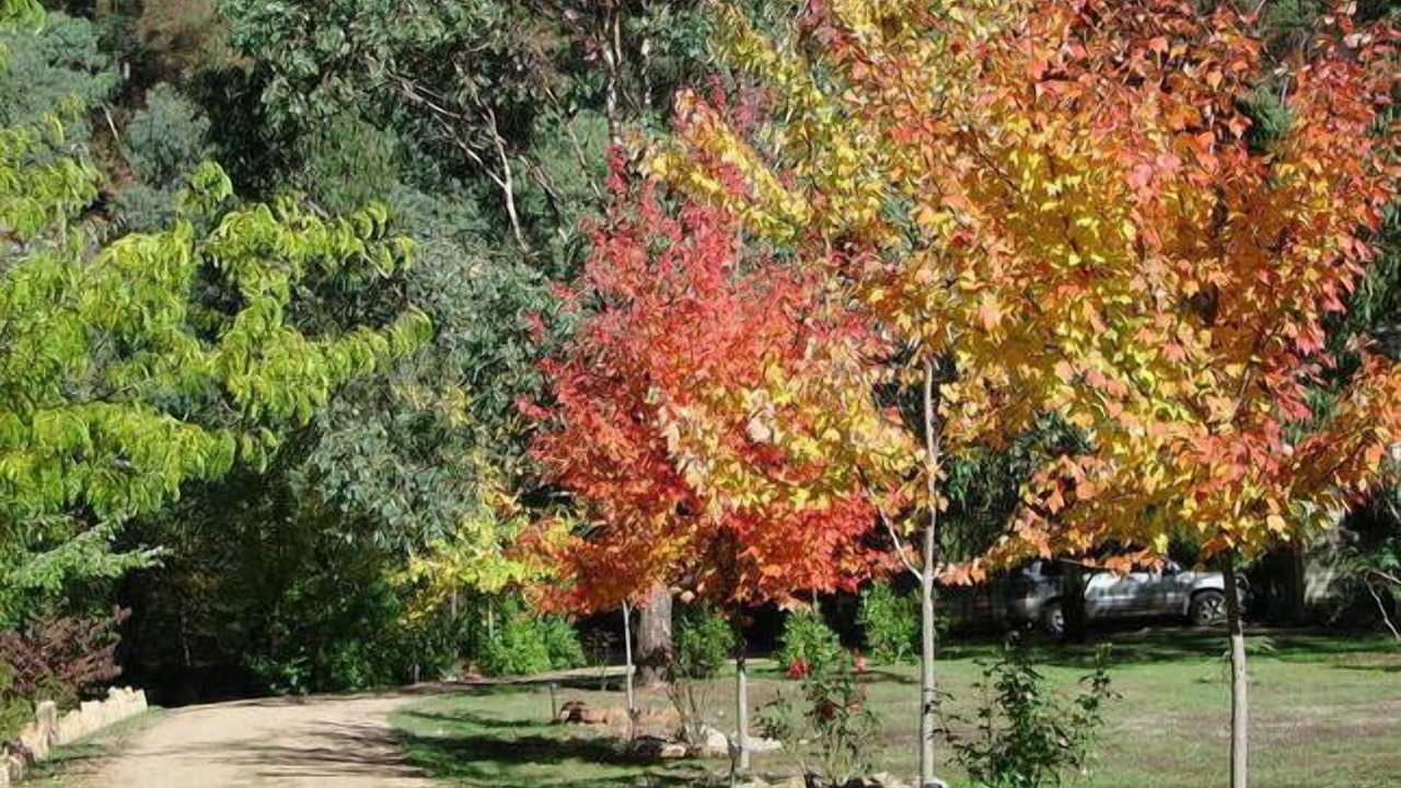 Photo of Outdoor in Harrietville