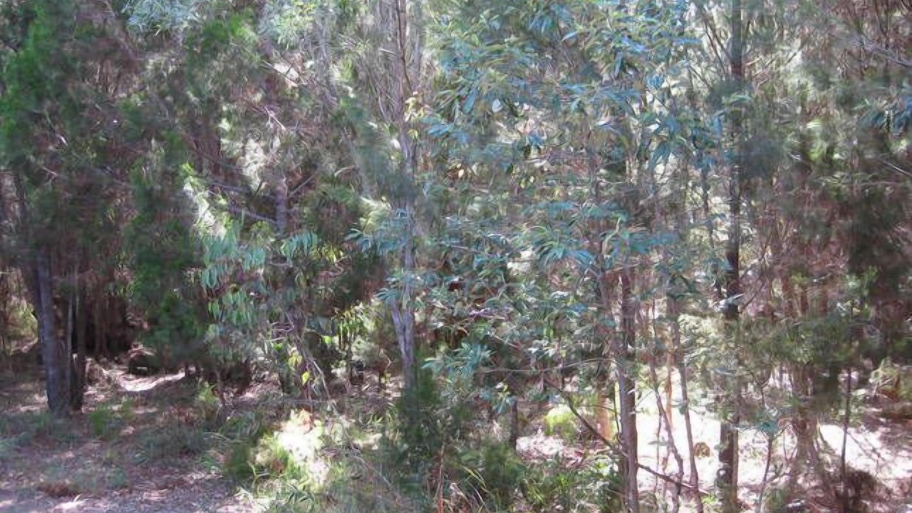 Photo of Others in Noosa North Shore