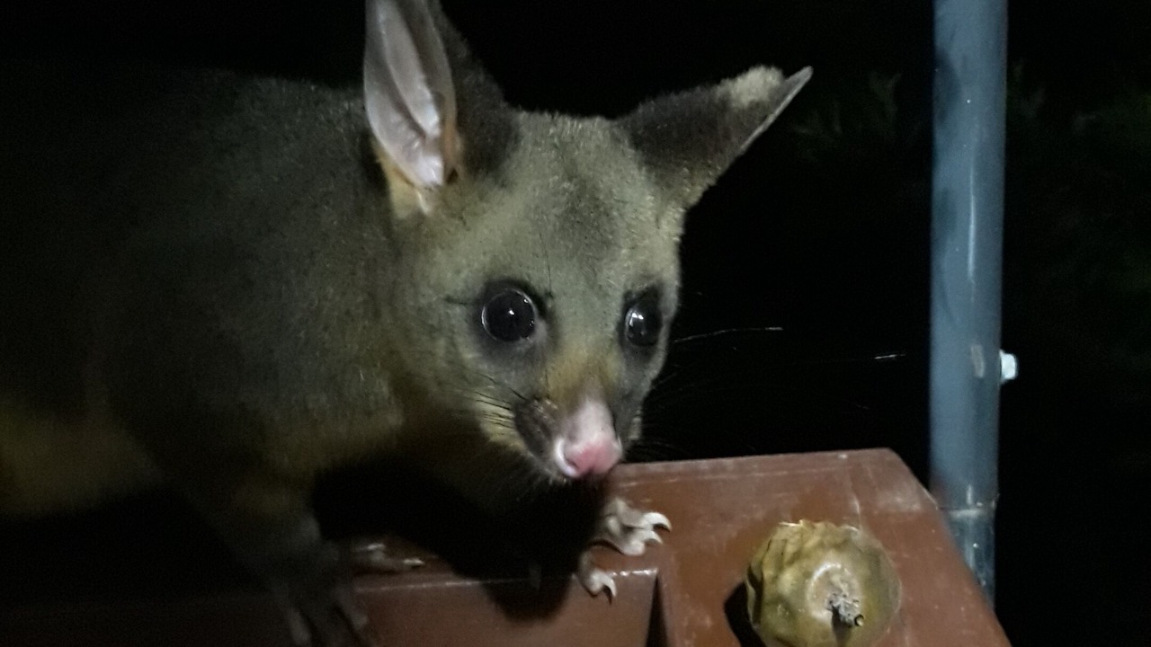Photo of Others in Moruya Heads