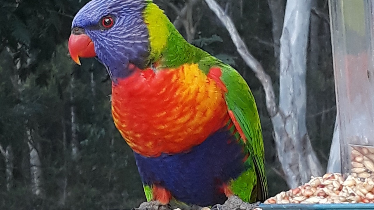 Photo of Others in Moruya Heads