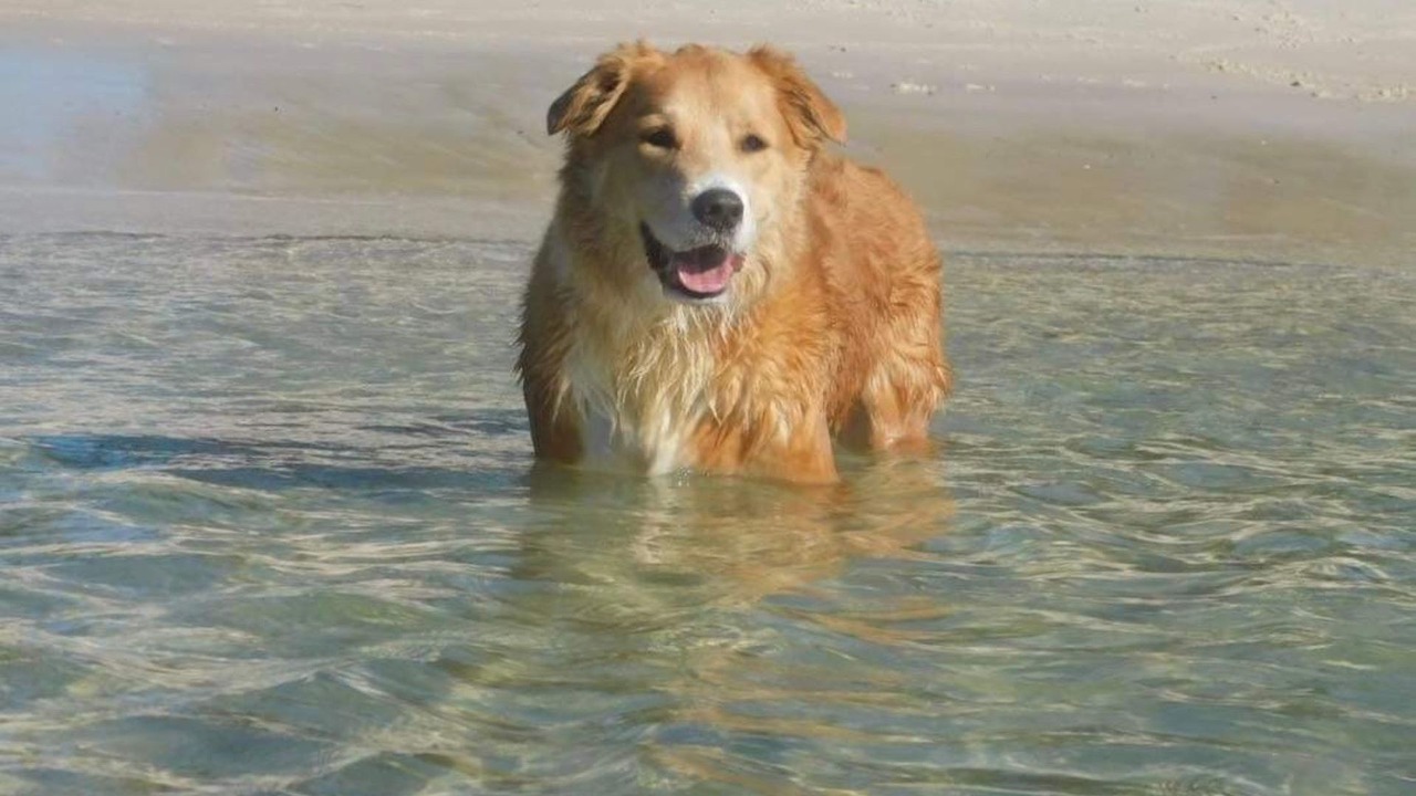 Photo of Others in Nelson Bay
