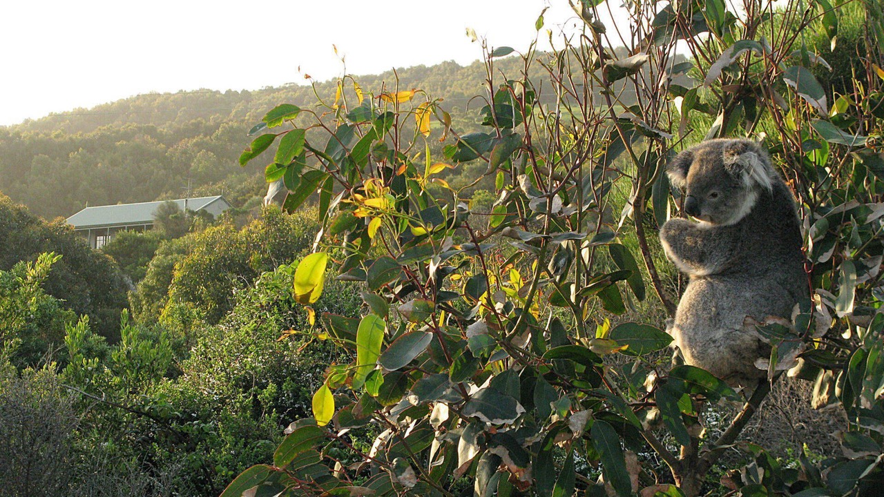 Photo of Outdoor in Wongarra