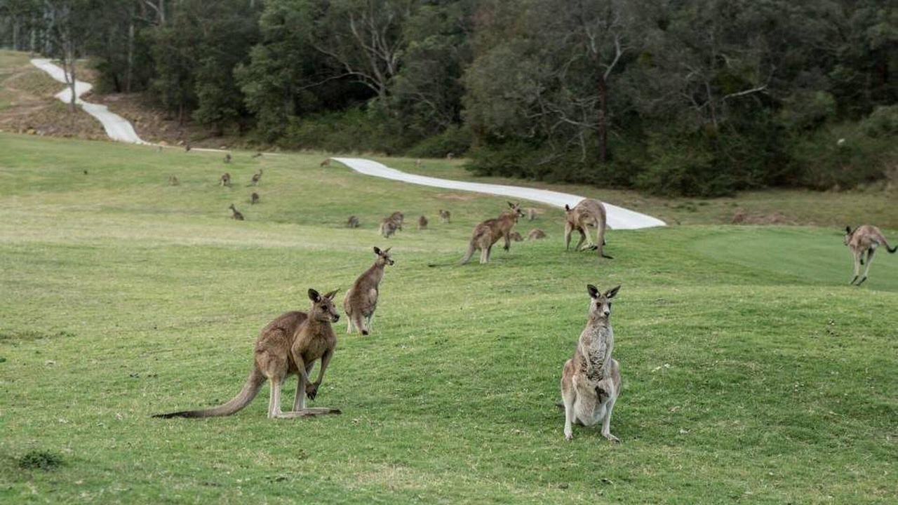 Photo of Others in Anglesea