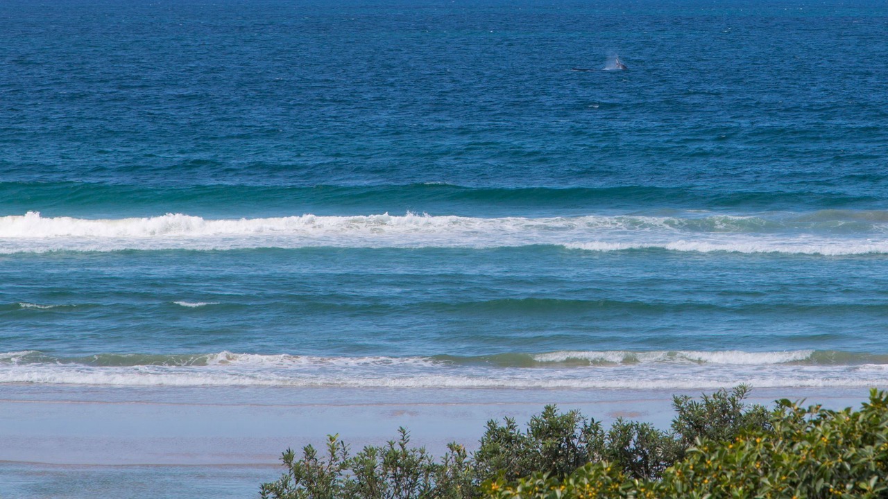Photo of Others in Hastings Point