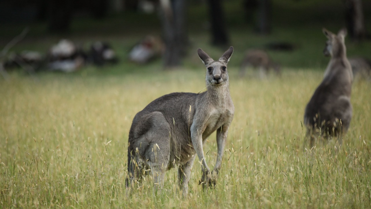 Photo of Outdoor in Halls Gap