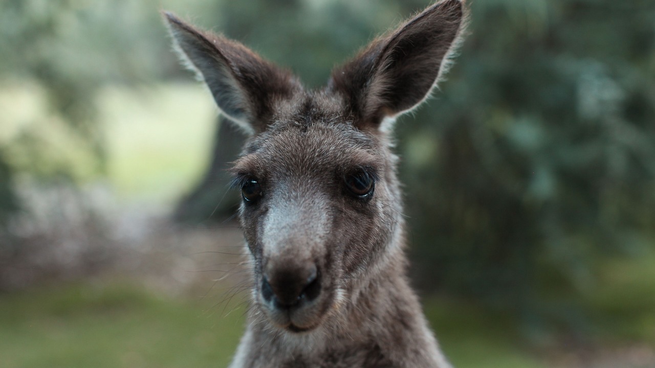 Photo of Outdoor in Halls Gap