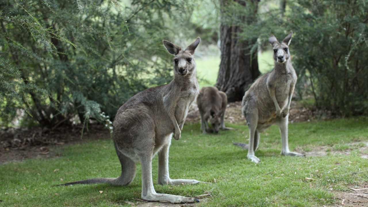 Photo of Outdoor in Halls Gap