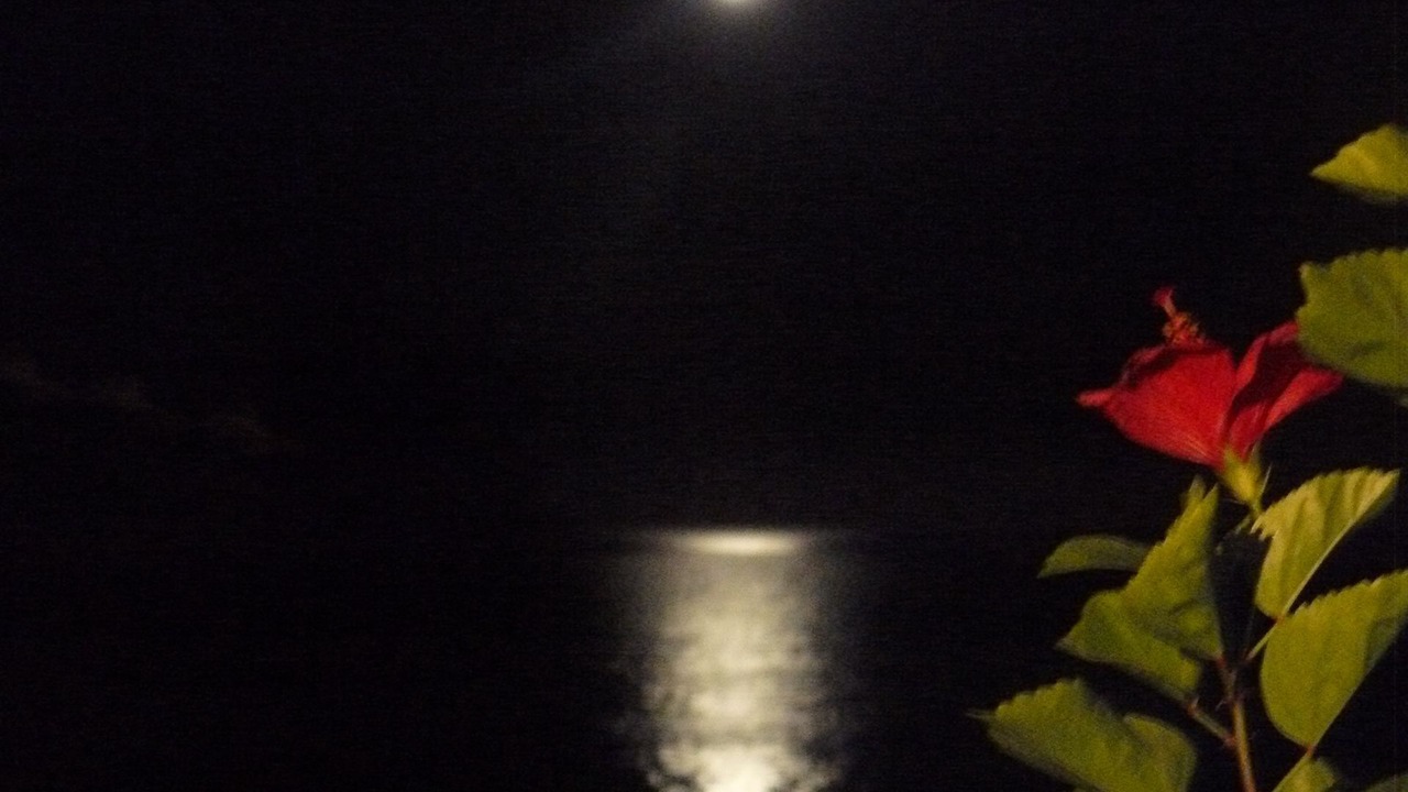 Photo of Others in Mollymook Beach