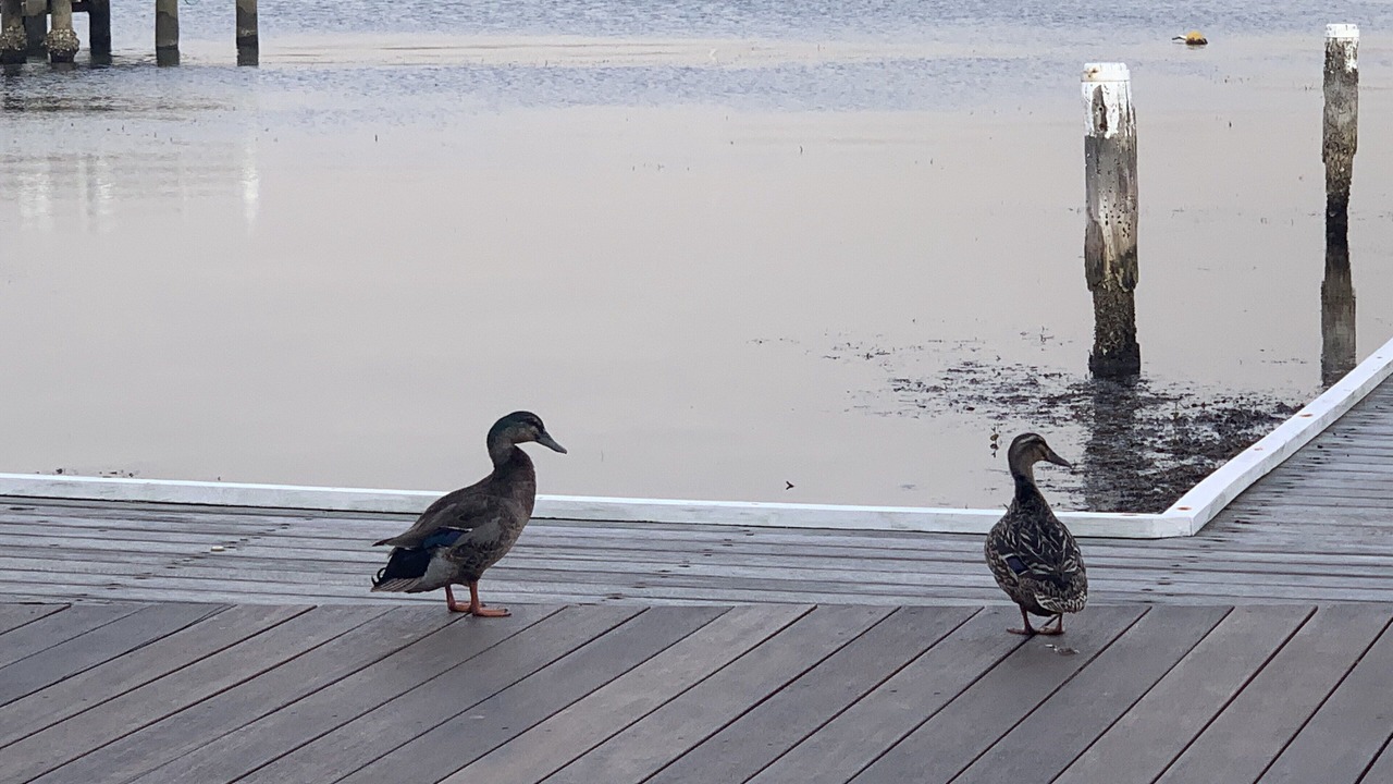 Photo of Outdoor in Point Clare
