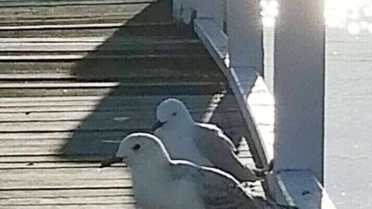 Photo of Others in Point Clare