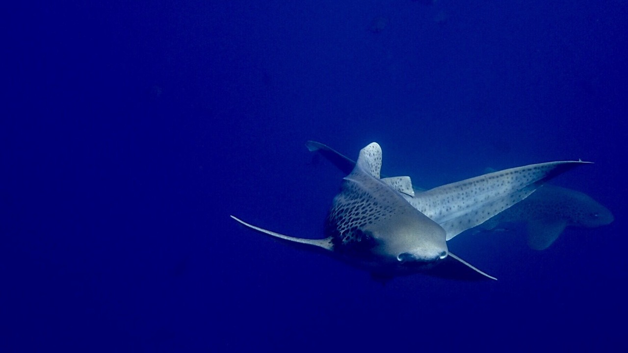 Photo of Others in Toogoom