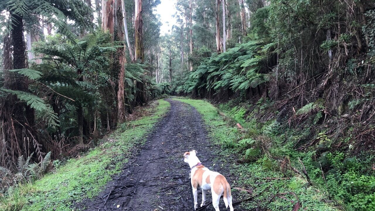 Photo of Outdoor in Warburton