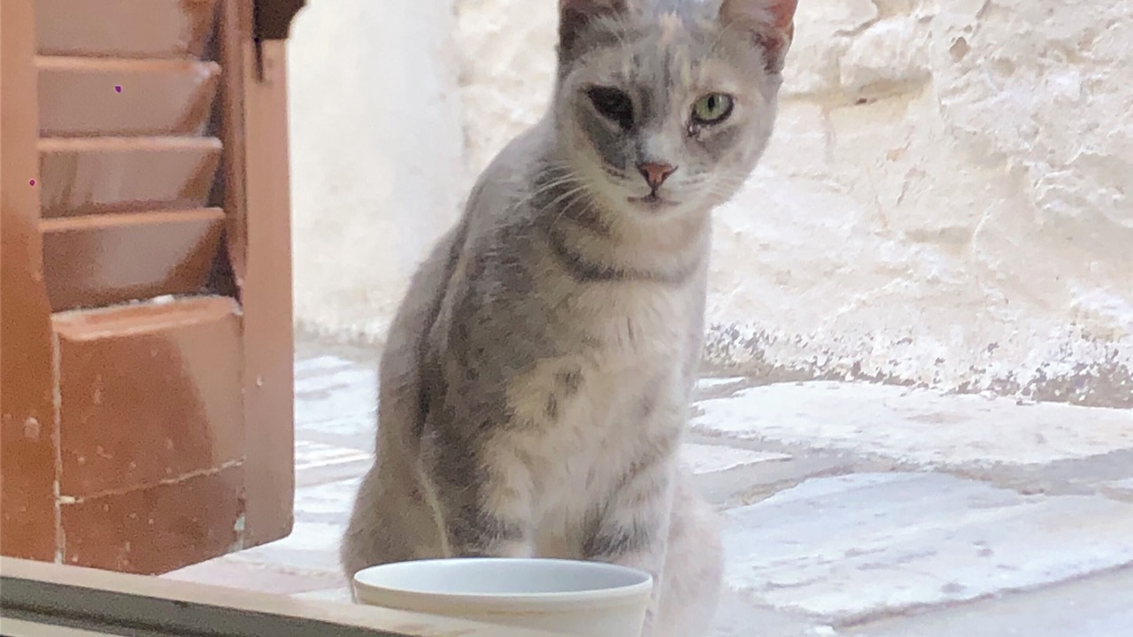 Photo of Others in Aperathos