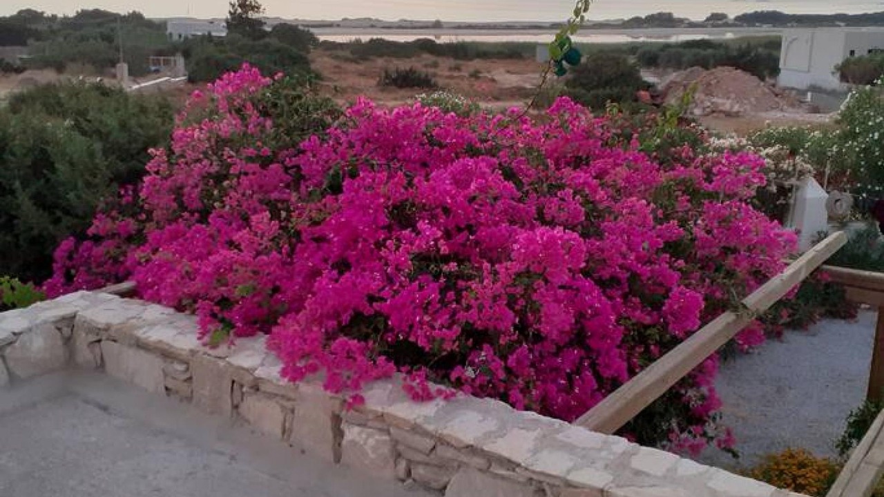 Photo of Others in Naxos