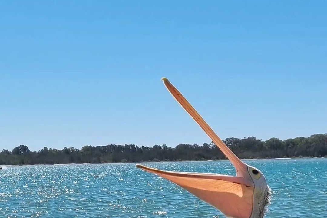 Photo of Others in Maroochydore