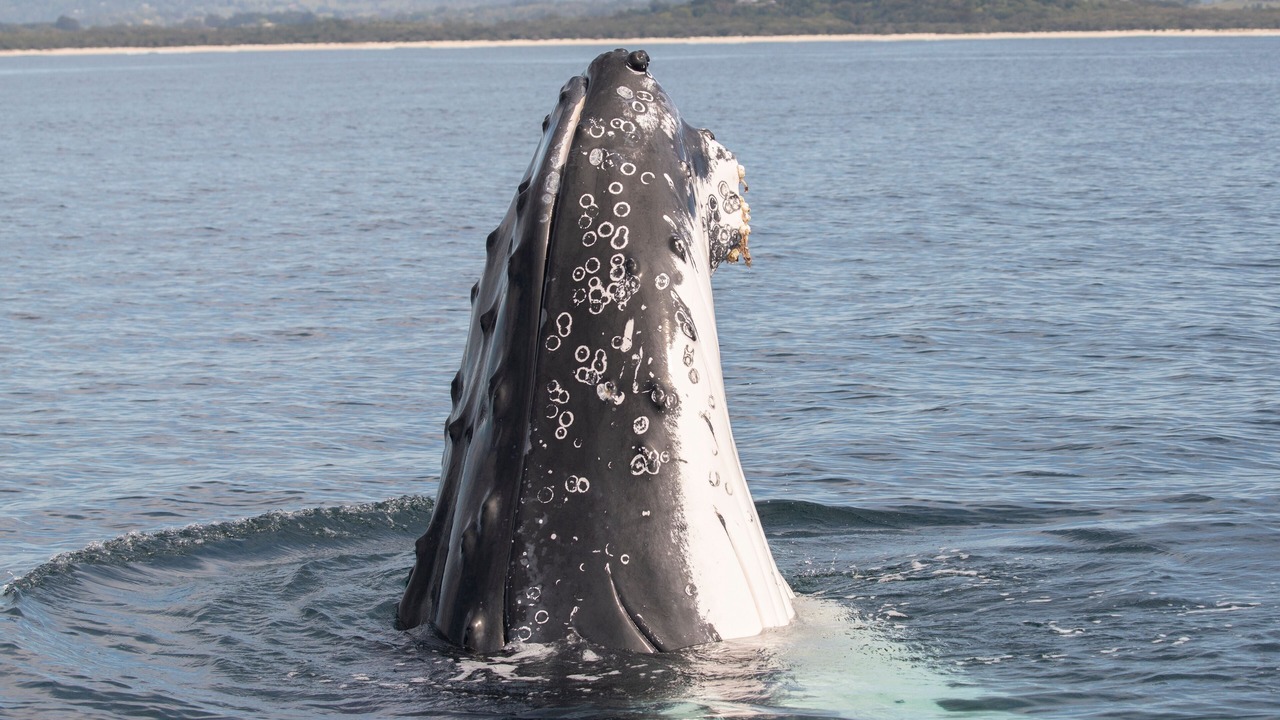 Photo of Others in Bateau Bay