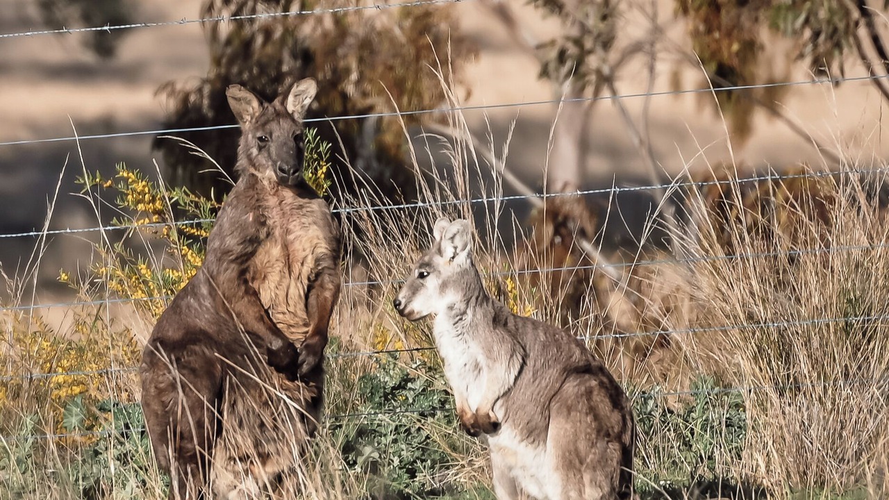 Photo of Others in Glen Alice