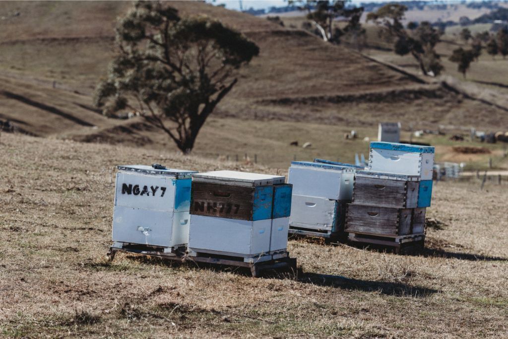 Photo of Others in Georges Plains