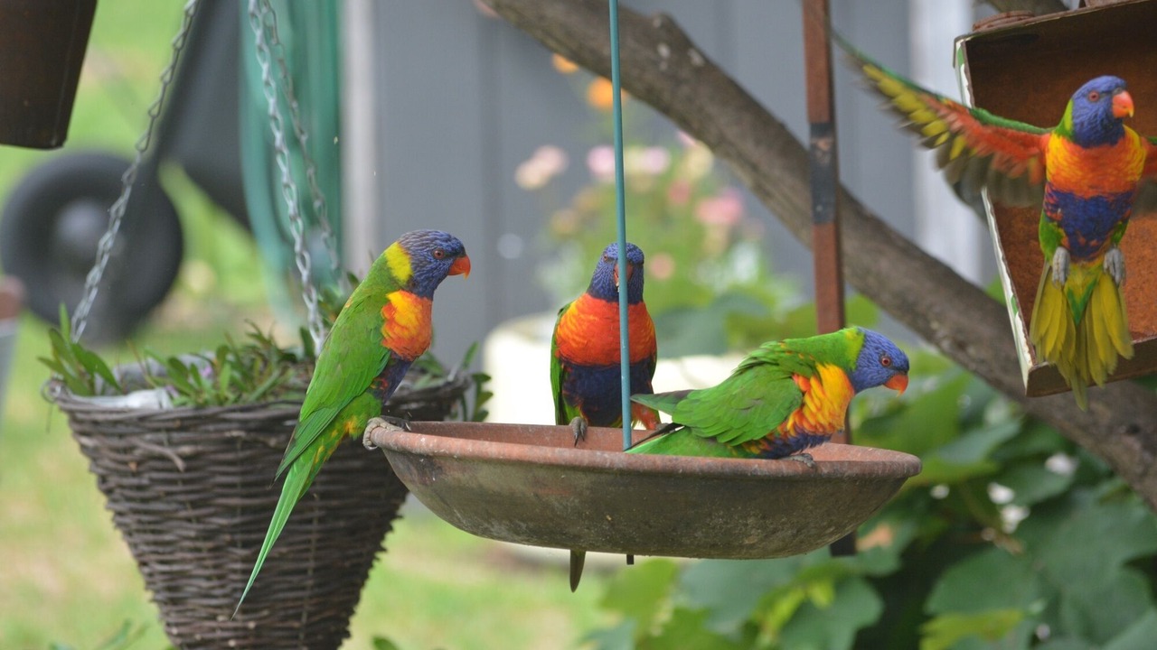 Photo of Others in Tenterfield