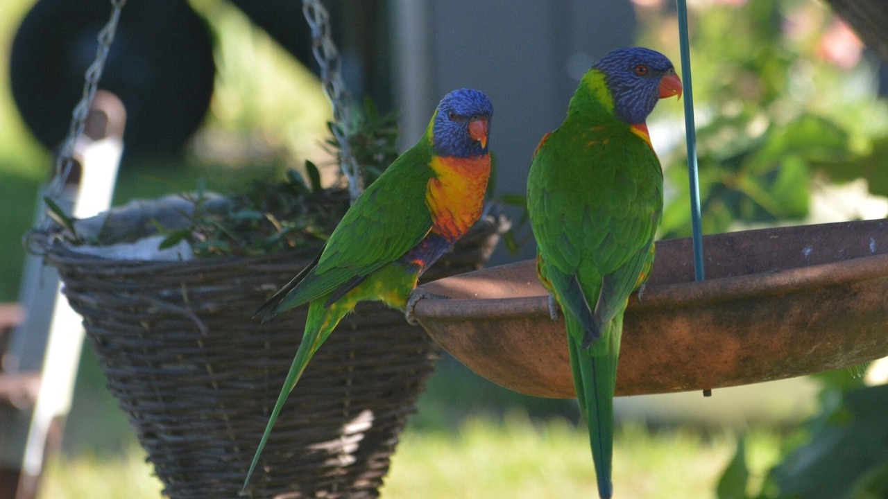 Photo of Others in Tenterfield