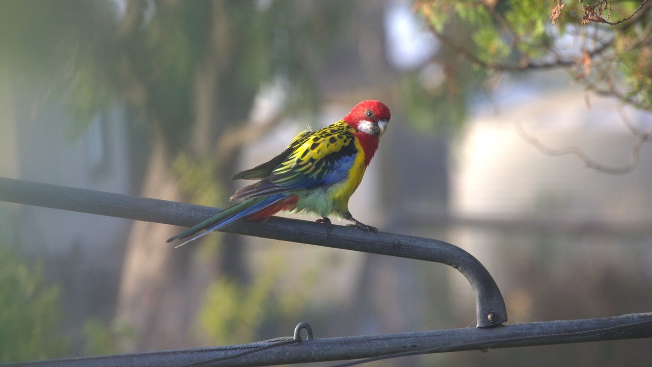 Photo of Others in Tenterfield