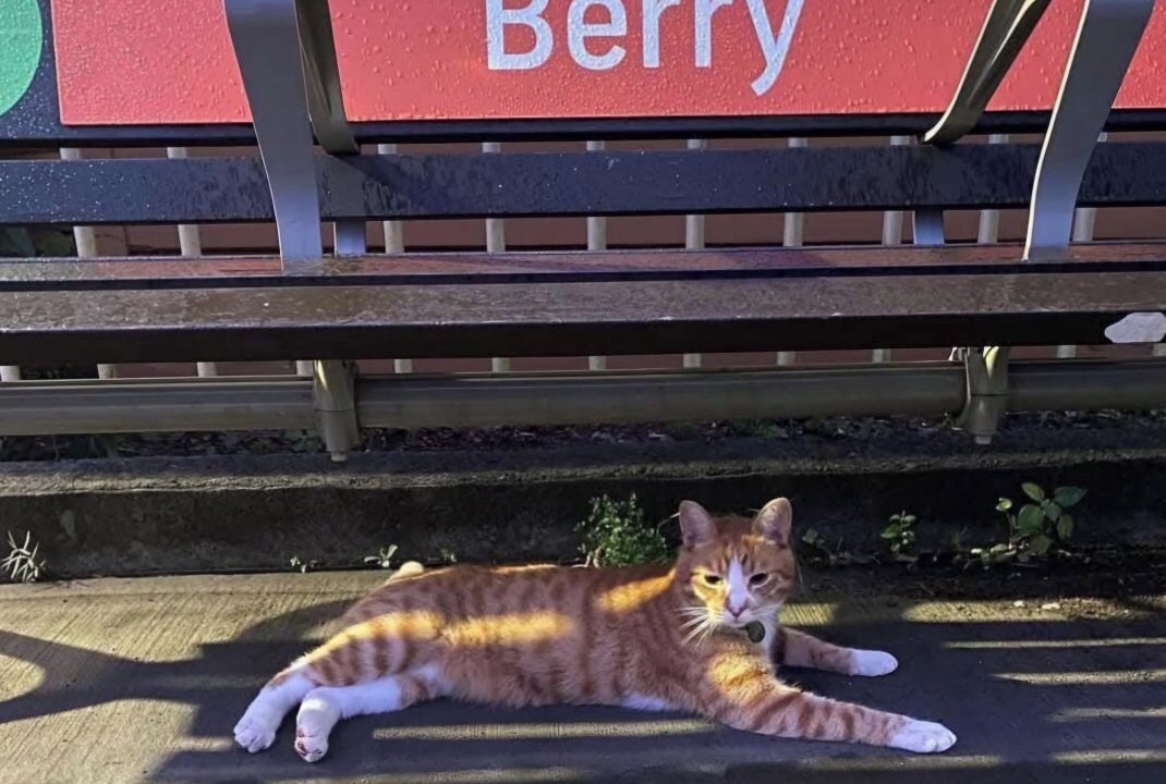 Photo of Others in Berry