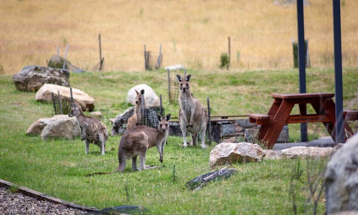 Photo of Others in Lake Crackenback