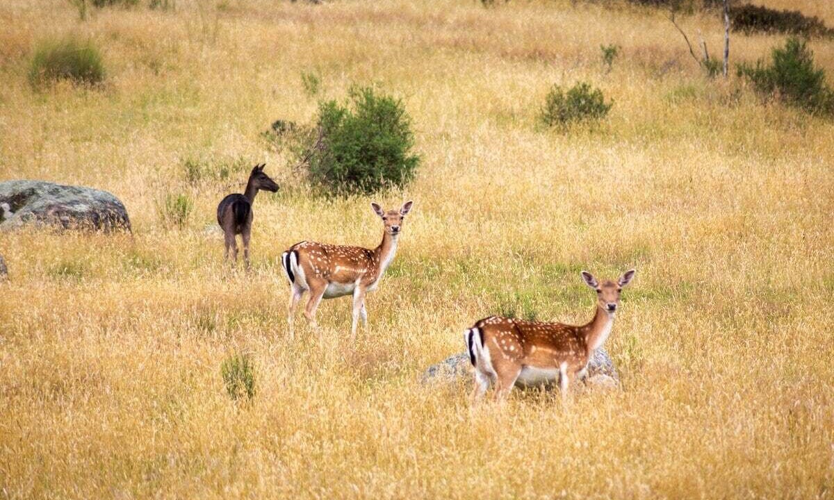 Photo of Others in Lake Crackenback